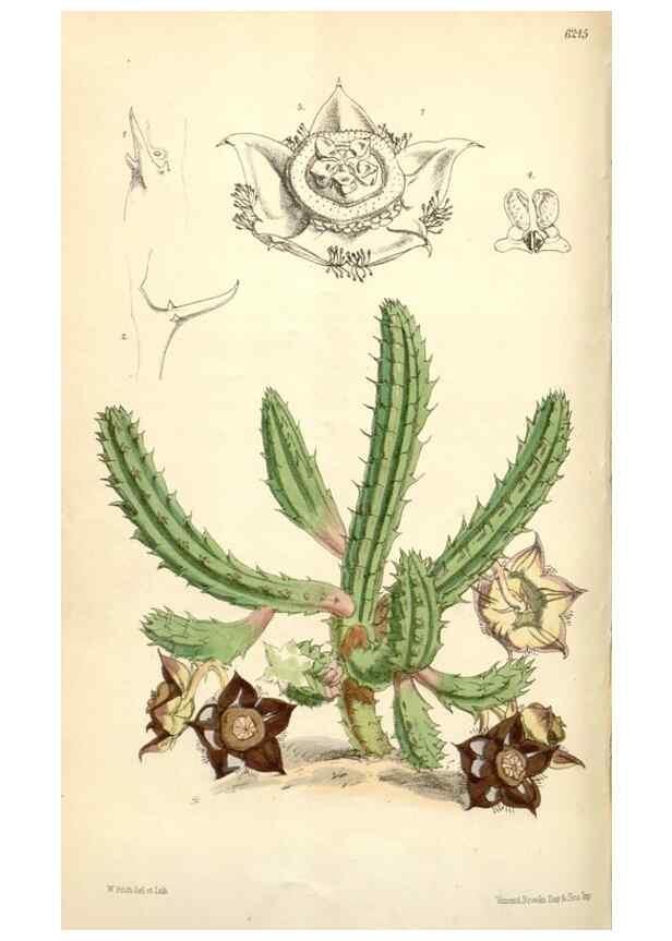 Reproducción/Reproduction 35357184526: Curtis's botanical magazine.. London ; New York [etc.] :Academic Press [etc.]