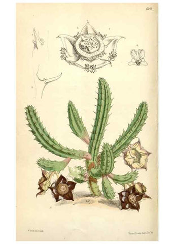 Reproducción/Reproduction 35357184526: Curtis's botanical magazine.. London ; New York [etc.] :Academic Press [etc.]