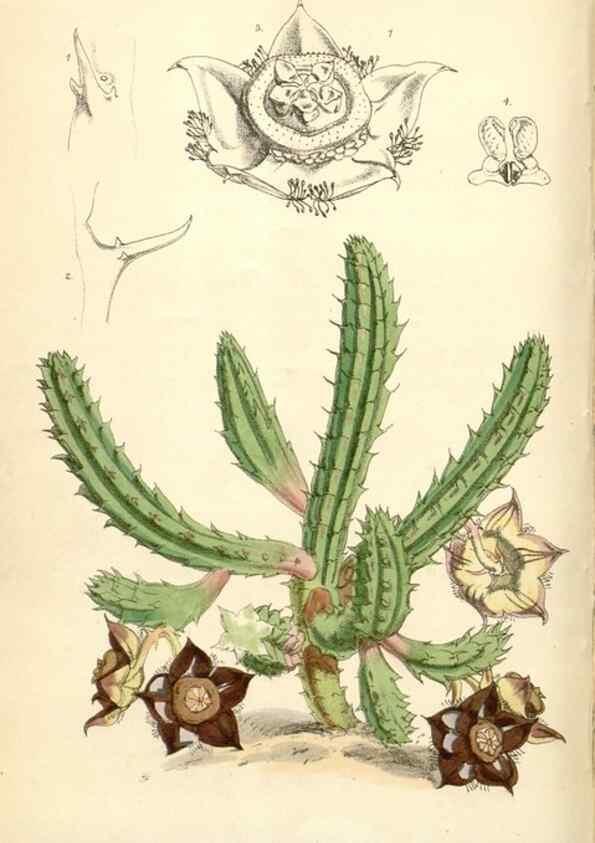 Reproducción/Reproduction 35357184526: Curtis's botanical magazine.. London ; New York [etc.] :Academic Press [etc.]