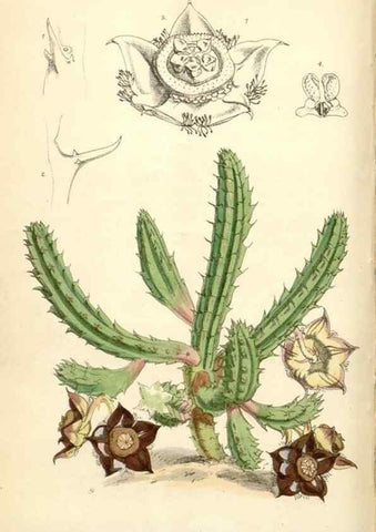 Reproducción/Reproduction 35357184526: Curtis's botanical magazine.. London ; New York [etc.] :Academic Press [etc.]