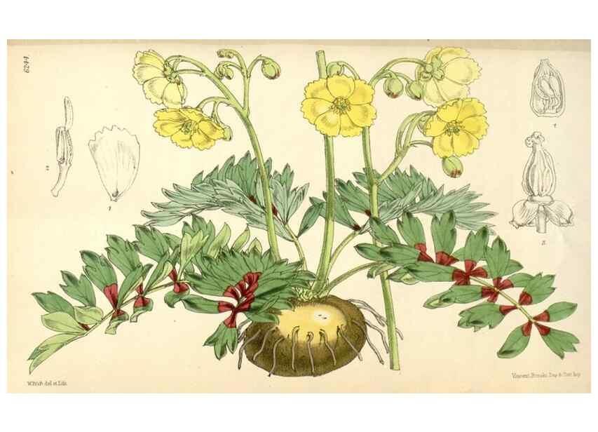 Reproducción/Reproduction 34586980513: Curtis's botanical magazine.. London ; New York [etc.] :Academic Press [etc.]