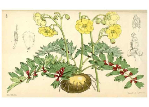 Reproducción/Reproduction 34586980513: Curtis's botanical magazine.. London ; New York [etc.] :Academic Press [etc.]