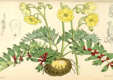 Reproducción/Reproduction 34586980513: Curtis's botanical magazine.. London ; New York [etc.] :Academic Press [etc.]