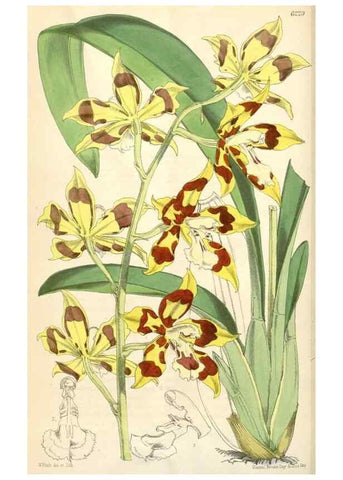 Reproducción/Reproduction 35396261245: Curtis's botanical magazine.. London ; New York [etc.] :Academic Press [etc.]