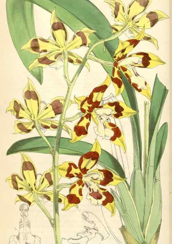 Reproducción/Reproduction 35396261245: Curtis's botanical magazine.. London ; New York [etc.] :Academic Press [etc.]