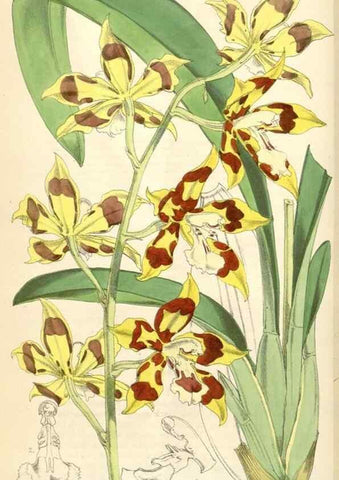 Reproducción/Reproduction 35396261245: Curtis's botanical magazine.. London ; New York [etc.] :Academic Press [etc.]