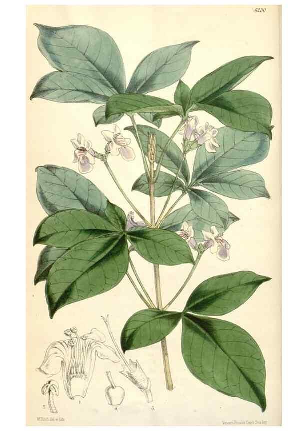 Reproducción/Reproduction 35396264195: Curtis's botanical magazine.. London ; New York [etc.] :Academic Press [etc.]