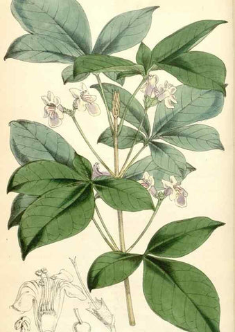 Reproducción/Reproduction 35396264195: Curtis's botanical magazine.. London ; New York [etc.] :Academic Press [etc.]