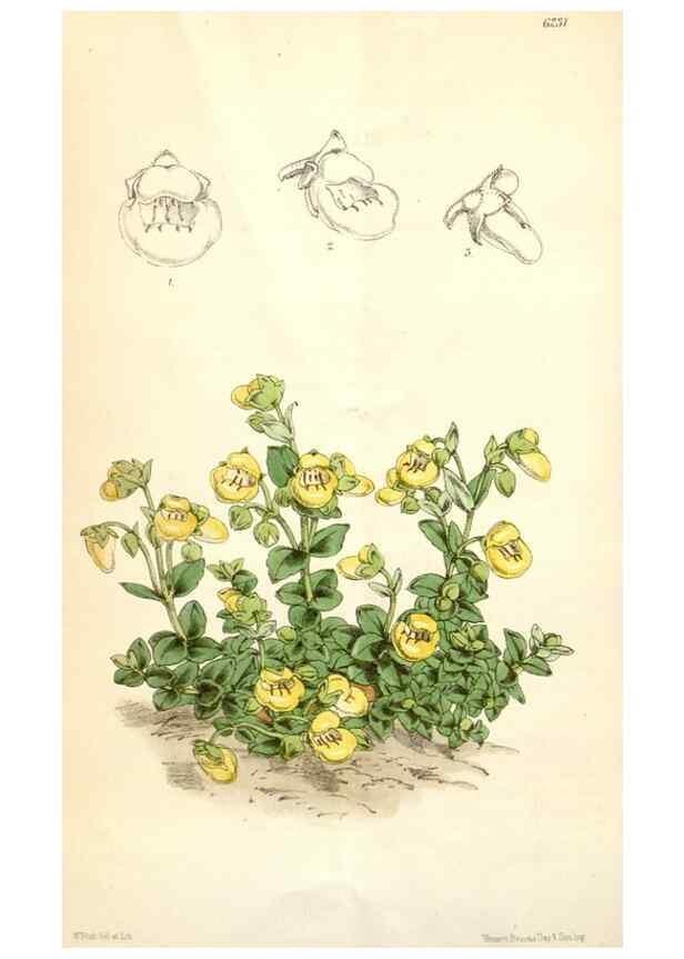 Reproducción/Reproduction 35396267995: Curtis's botanical magazine.. London ; New York [etc.] :Academic Press [etc.]