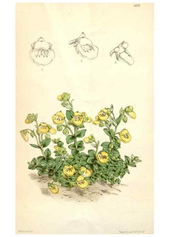 Reproducción/Reproduction 35396267995: Curtis's botanical magazine.. London ; New York [etc.] :Academic Press [etc.]