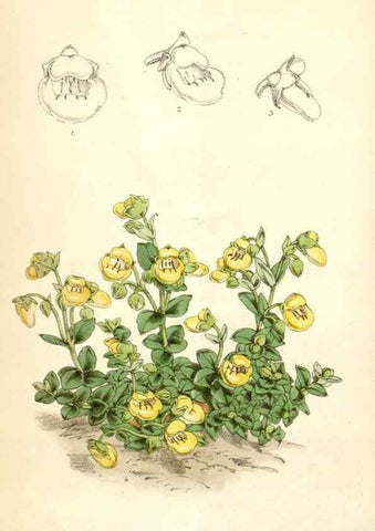 Reproducción/Reproduction 35396267995: Curtis's botanical magazine.. London ; New York [etc.] :Academic Press [etc.]