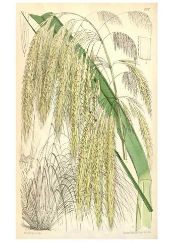 Reproducción/Reproduction 35396271355: Curtis's botanical magazine.. London ; New York [etc.] :Academic Press [etc.]