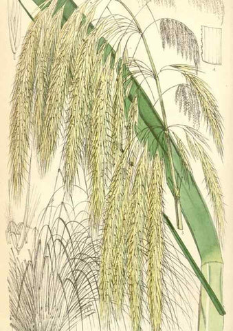 Reproducción/Reproduction 35396271355: Curtis's botanical magazine.. London ; New York [etc.] :Academic Press [etc.]