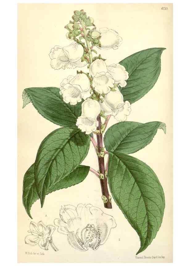 Reproducción/Reproduction 35396277555: Curtis's botanical magazine.. London ; New York [etc.] :Academic Press [etc.]