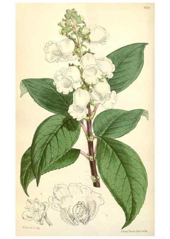 Reproducción/Reproduction 35396277555: Curtis's botanical magazine.. London ; New York [etc.] :Academic Press [etc.]