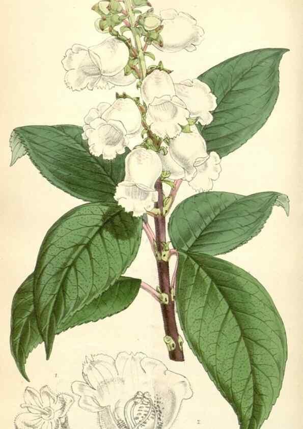 Reproducción/Reproduction 35396277555: Curtis's botanical magazine.. London ; New York [etc.] :Academic Press [etc.]