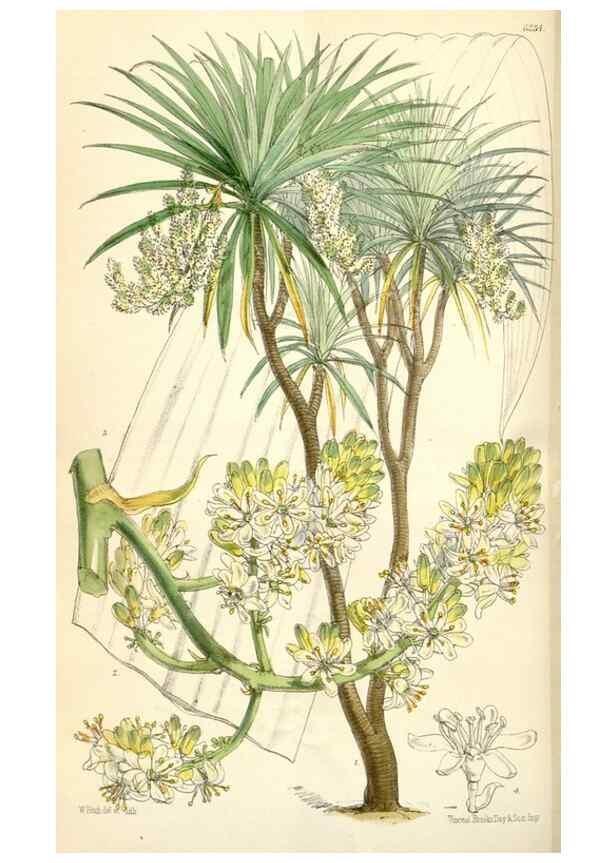 Reproducción/Reproduction 35229974202: Curtis's botanical magazine.. London ; New York [etc.] :Academic Press [etc.]