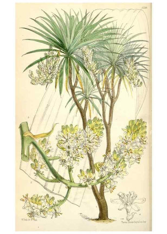 Reproducción/Reproduction 35229974202: Curtis's botanical magazine.. London ; New York [etc.] :Academic Press [etc.]