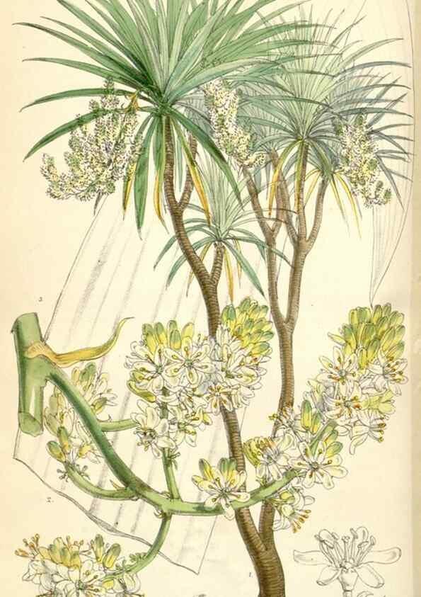 Reproducción/Reproduction 35229974202: Curtis's botanical magazine.. London ; New York [etc.] :Academic Press [etc.]