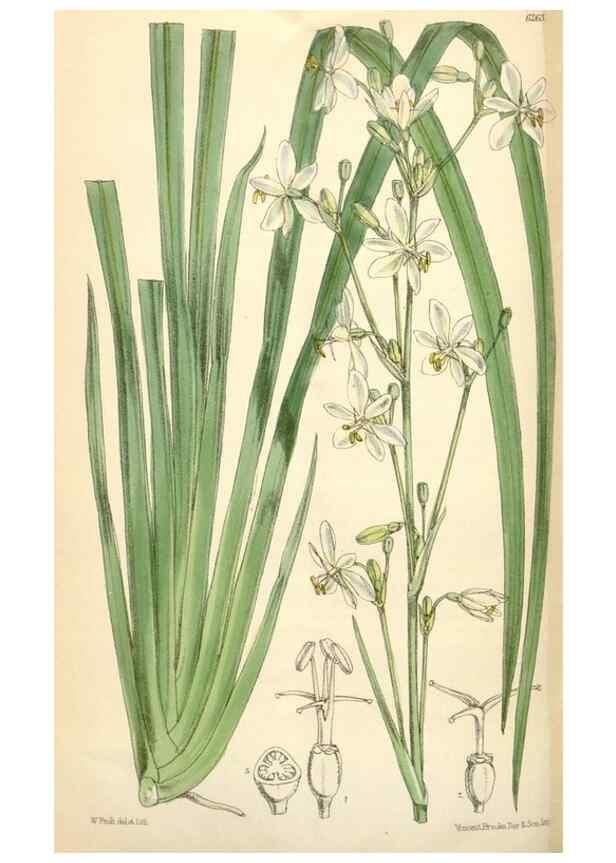 Reproducción/Reproduction 35266890471: Curtis's botanical magazine.. London ; New York [etc.] :Academic Press [etc.]