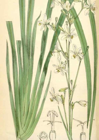 Reproducción/Reproduction 35266890471: Curtis's botanical magazine.. London ; New York [etc.] :Academic Press [etc.]
