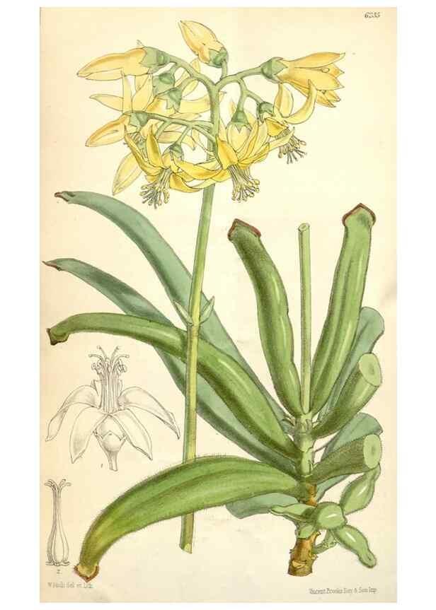 Reproducción/Reproduction 35229977542: Curtis's botanical magazine.. London ; New York [etc.] :Academic Press [etc.]
