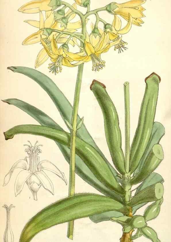 Reproducción/Reproduction 35229977542: Curtis's botanical magazine.. London ; New York [etc.] :Academic Press [etc.]
