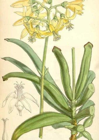 Reproducción/Reproduction 35229977542: Curtis's botanical magazine.. London ; New York [etc.] :Academic Press [etc.]