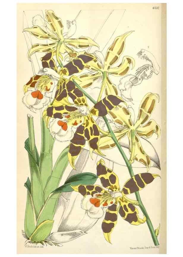 Reproducción/Reproduction 35229983722: Curtis's botanical magazine.. London ; New York [etc.] :Academic Press [etc.]
