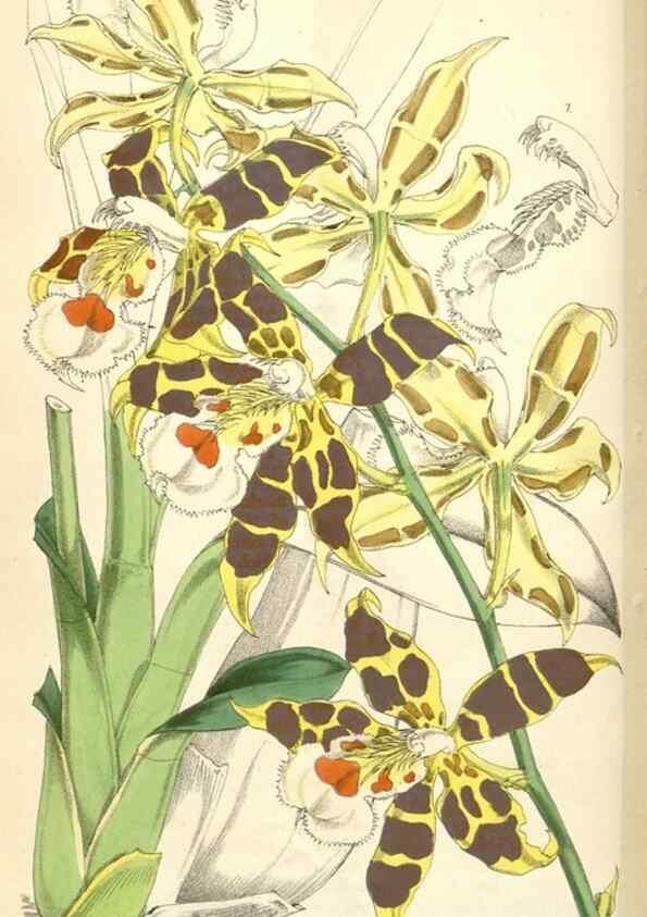 Reproducción/Reproduction 35229983722: Curtis's botanical magazine.. London ; New York [etc.] :Academic Press [etc.]