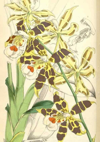 Reproducción/Reproduction 35229983722: Curtis's botanical magazine.. London ; New York [etc.] :Academic Press [etc.]