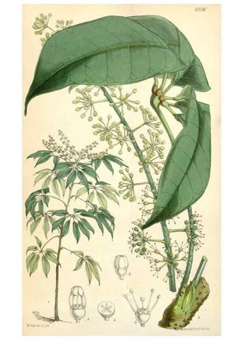 Reproducción/Reproduction 35229987662: Curtis's botanical magazine.. London ; New York [etc.] :Academic Press [etc.]