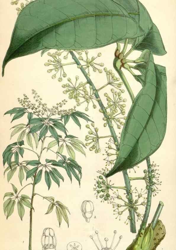 Reproducción/Reproduction 35229987662: Curtis's botanical magazine.. London ; New York [etc.] :Academic Press [etc.]