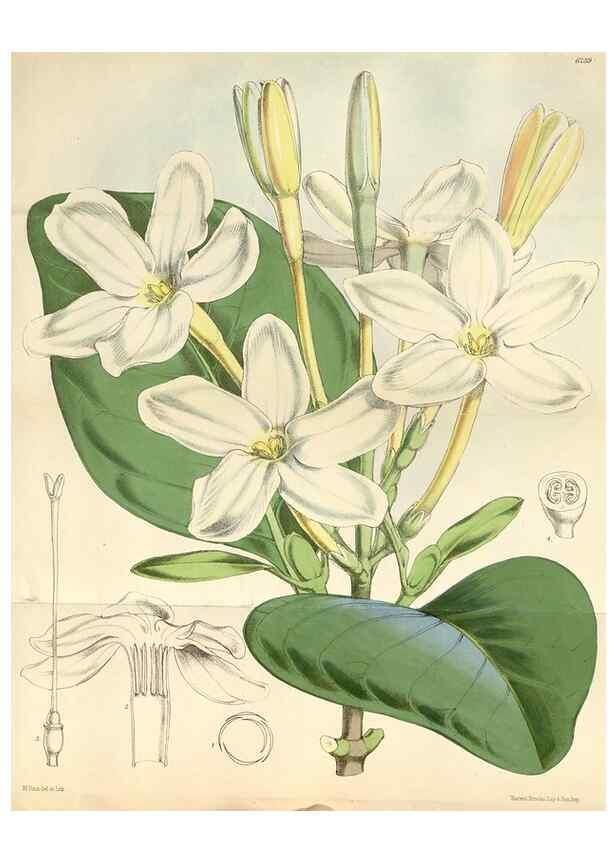 Reproducción/Reproduction 35229991092: Curtis's botanical magazine.. London ; New York [etc.] :Academic Press [etc.]