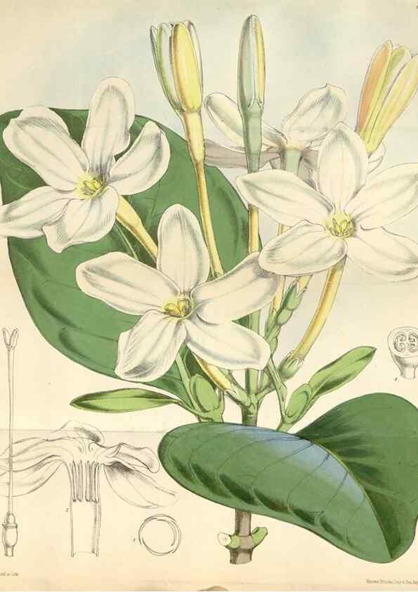 Reproducción/Reproduction 35229991092: Curtis's botanical magazine.. London ; New York [etc.] :Academic Press [etc.]