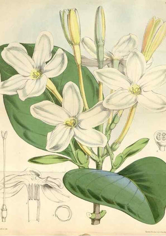 Reproducción/Reproduction 35229991092: Curtis's botanical magazine.. London ; New York [etc.] :Academic Press [etc.]