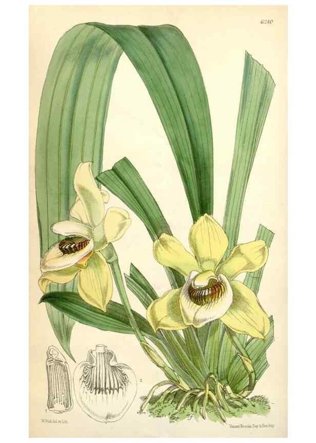Reproducción/Reproduction 35229995002: Curtis's botanical magazine.. London ; New York [etc.] :Academic Press [etc.]