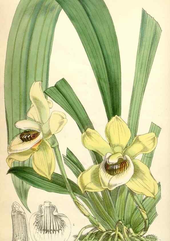 Reproducción/Reproduction 35229995002: Curtis's botanical magazine.. London ; New York [etc.] :Academic Press [etc.]