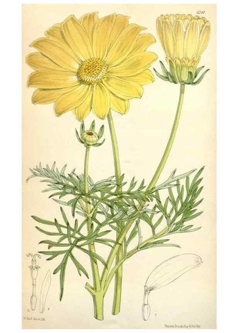 Reproducción/Reproduction 34586969103: Curtis's botanical magazine.. London ; New York [etc.] :Academic Press [etc.]