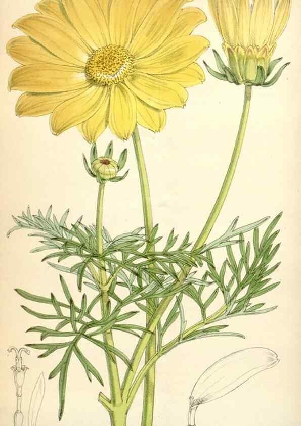 Reproducción/Reproduction 34586969103: Curtis's botanical magazine.. London ; New York [etc.] :Academic Press [etc.]