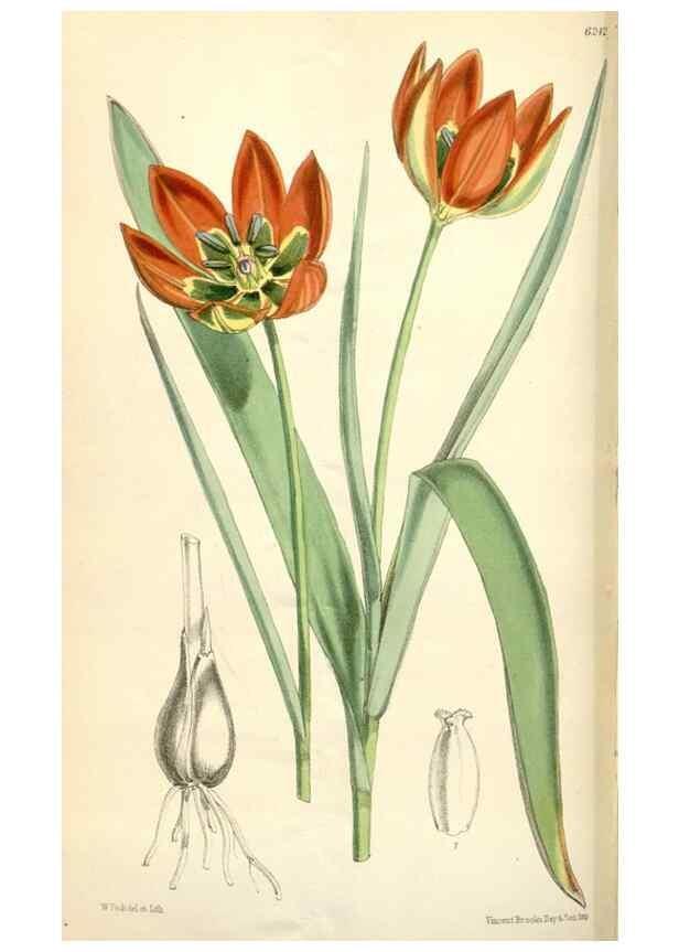 Reproducción/Reproduction 34586973273: Curtis's botanical magazine.. London ; New York [etc.] :Academic Press [etc.]
