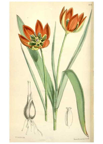 Reproducción/Reproduction 34586973273: Curtis's botanical magazine.. London ; New York [etc.] :Academic Press [etc.]