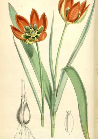 Reproducción/Reproduction 34586973273: Curtis's botanical magazine.. London ; New York [etc.] :Academic Press [etc.]