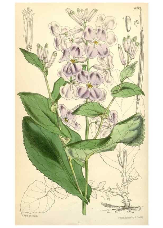Reproducción/Reproduction 34586977783: Curtis's botanical magazine.. London ; New York [etc.] :Academic Press [etc.]