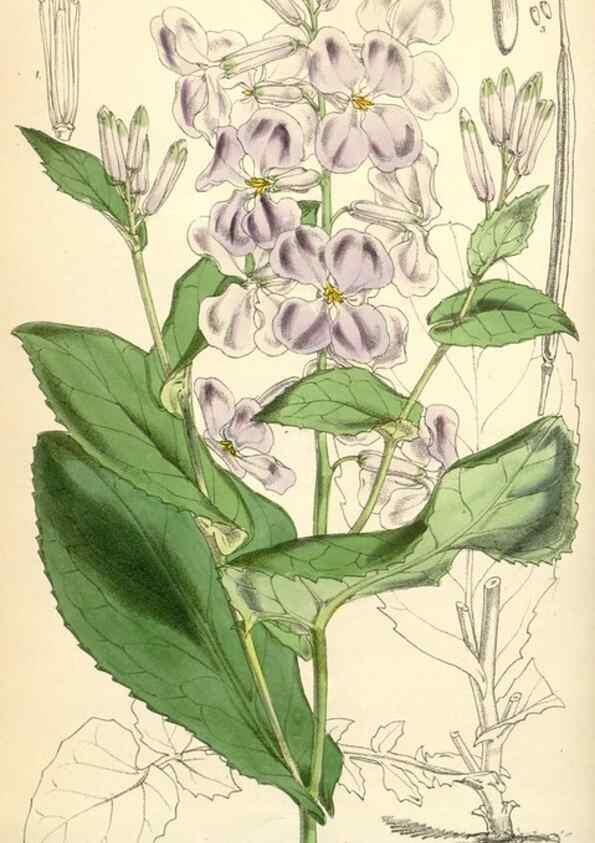Reproducción/Reproduction 34586977783: Curtis's botanical magazine.. London ; New York [etc.] :Academic Press [etc.]