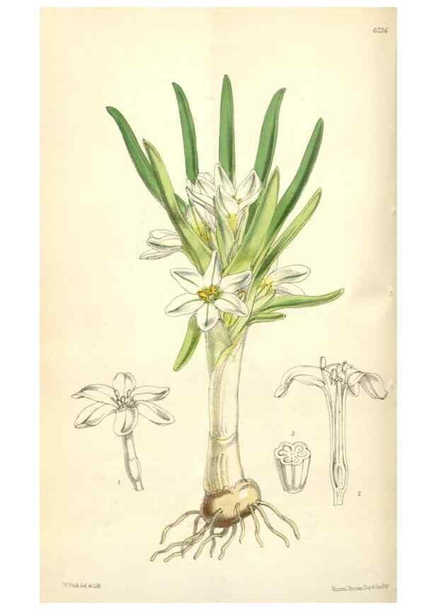 Reproducción/Reproduction 35229980612: Curtis's botanical magazine.. London ; New York [etc.] :Academic Press [etc.]