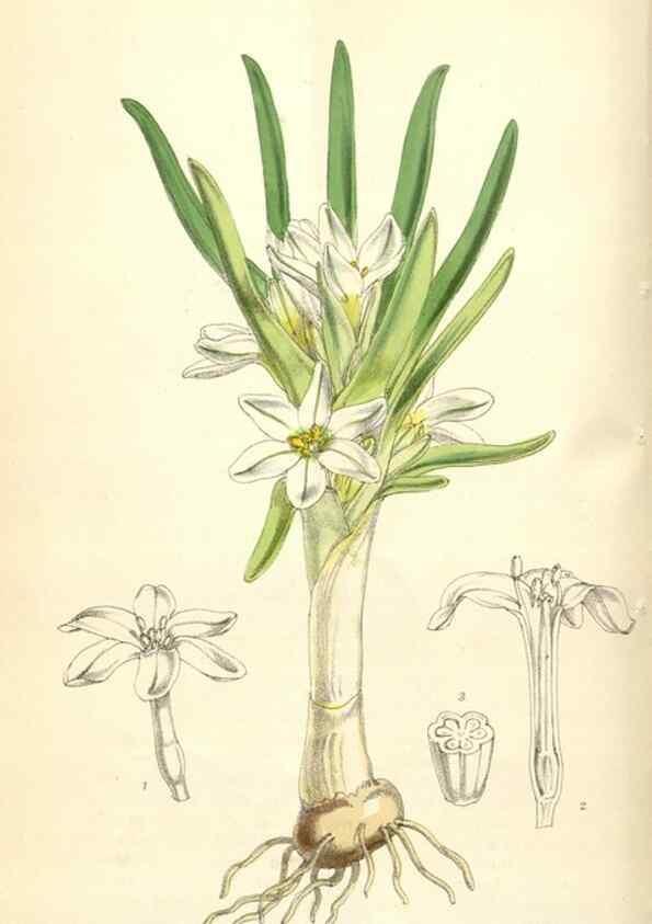 Reproducción/Reproduction 35229980612: Curtis's botanical magazine.. London ; New York [etc.] :Academic Press [etc.]