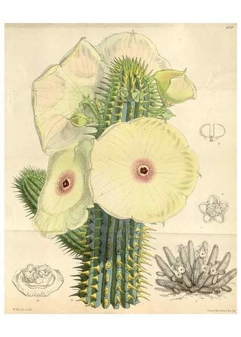 Reproducción/Reproduction 35396258115: Curtis's botanical magazine.. London ; New York [etc.] :Academic Press [etc.]