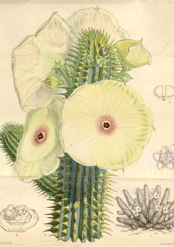 Reproducción/Reproduction 35396258115: Curtis's botanical magazine.. London ; New York [etc.] :Academic Press [etc.]
