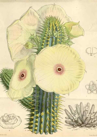 Reproducción/Reproduction 35396258115: Curtis's botanical magazine.. London ; New York [etc.] :Academic Press [etc.]